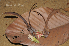 Dipterocarpus bourdillonii